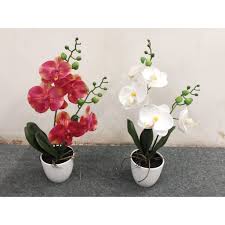 Maybe you would like to learn more about one of these? Naindo Bunga Anggrek Bulan 2 Tangkai Pot Plastik Hiasan Ruang Tamu Kantor Tinggi 45 Cm Shopee Indonesia