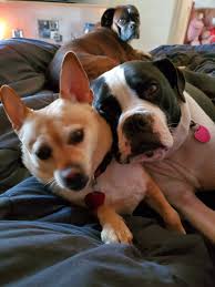 My little Donnor and Cosmo posing for the camera! They are so sweet.