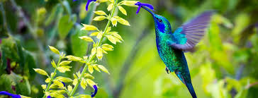 Plus de 50 ans de passion horticole en savoie: Grand Week End D Animations Au Jardin Des Plantes Museum National D Histoire Naturelle