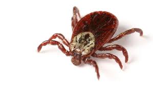 6 Early Symptoms Of Lyme Disease Beaumont Health