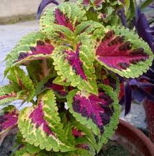 Image result for Coleus psammophilus