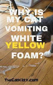 Why Is My Cat Vomiting White Yellow Foam Should Read It Cat Throwing Up Cat Health Cats
