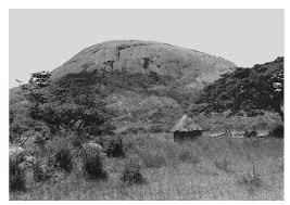 Image result for Crepidorhopalon tenuis