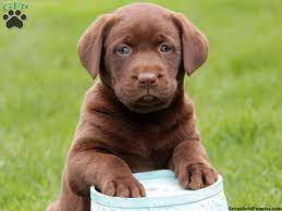 We did not find results for: Silver Labrador Retriever Puppies For Sale In Pa The Y Guide