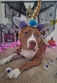 Zoey was over it before I took the first pic, lol. We will be going with a  halloween a sweater/pjs this year, lol