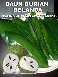 Rasanya memang sedap dan menyegarkan. Khasiat Durian Belanda Yang Mampu Mencegah Dan Mengubati Kanser Kartel Dakwah