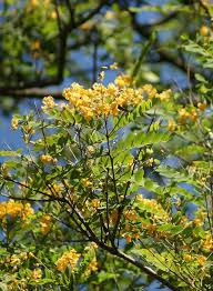 Image result for Tipuana