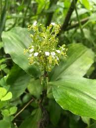 Image result for Aneilema leiocaule