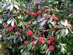 Image result for Symphonia globulifera