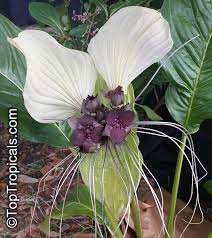 Pin On Bizarre Plants