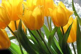 When to plant tulips in oregon. Tulip
