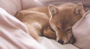 Complete list of foods including fruits, vegetables, spices, sweets, proteins, starches, snacks, drinks, and more! Japanese Dog Names Over 200 Dog Names Inspired By Japan