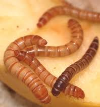 We did not find results for: Topinsect Mobile Website Gusanos De La Harina