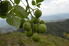 Image result for Cissus humbertii