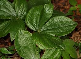 Image result for Dioscorea dumetorum