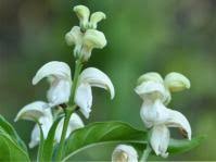 Image result for Equilabium laxiflorum