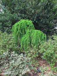 Dramatically drooping weeping evergreen bushes that tolerate drought help reduce irrigation costs. Weeping Trees 14 Beautiful Choices For The Yard And Garden
