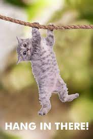 Hang in there cat poster. Amazon Com Hang In There Cat Retro Motivational Cool Wall Decor Art Print Poster For Office 12x18 Posters Prints