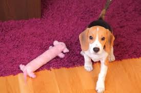 Hunde, welpen, beagle kleinanzeigen auf findix. Vier Monate Alten Weiblichen Beagle Welpen Schlafrig Lizenzfreie Fotos Bilder Und Stock Fotografie Image 17235898