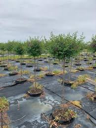 Image result for Syringa meyeri ´Palibin