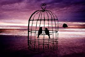 Image result for ‫عمری در آرزوی پرواز بودم‬‎