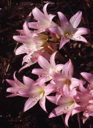 Image result for Amaryllidaceae