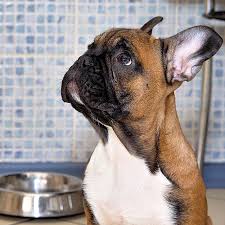 Fresh fruit and vegetables are best for your frenchie, but canned or frozen varieties are ok if the label doesn't list salt or how to make dog food under a budget for french bulldogs! Barf Diet For French Bulldogs French Bulldog Secrets Blog