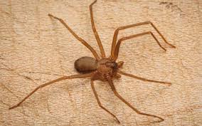Pourquoi Les Araignees Rentrent Dans La Maison