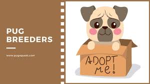 Check out our breed information page! Best Pug Breeders Near Me How And Where To Find Pug Puppies For Sale 2021