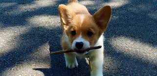 One of the most popular questions from new dog owners is wanting to know whether bully sticks for puppies are safe and if so then when can you start with them. Are Bully Sticks Safe For Puppies Avid Pup