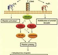 The Nuclear Factor Kappa B (NF-kB) signaling in cancer ...