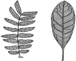 Image result for Isoberlinia angolensis