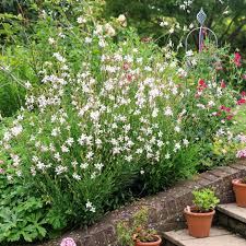 Image result for Oenothera lindheimeri