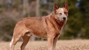 Maybe you would like to learn more about one of these? Australian Cattle Dogs 30 Bilder Beschreibung Heeler Rasse Pflege Besonders Welpen Kettle Hund
