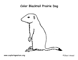 Groundhog day 2020 free printable. Prairie Dog Black Tailed Coloring Page