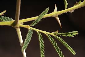 Image result for Voacanga pachyceras