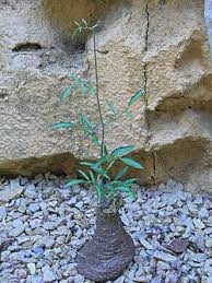 Image result for Cyphostemma paucidentatum