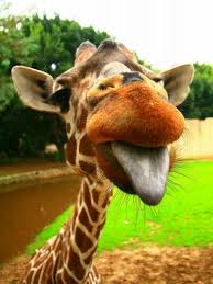 images?q=tbn:ANd9GcTGFcTphaCmCLoG2F6SYsY