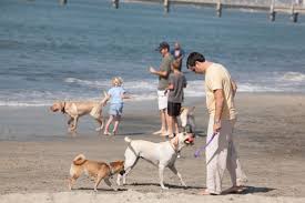 We have been contracted by the city of westminster to be responsible for the stray and homeless animals found in westminster and stanton california. The Beaches Of Long Beach California