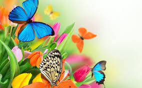 Migliaia di nuove immagini di alta qualità aggiunte ogni giorno. Colorful Butterfly Wallpapers Top Free Colorful Butterfly Backgrounds Wallpaperaccess