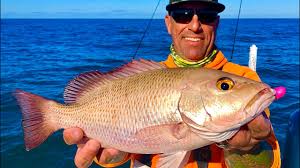 The mangrove snapper is attracted to various small fish. Fired Up Mangrove Snapper Best Rig Anna Maria Island Florida Youtube