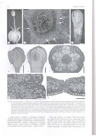 Image result for Keetia gueinzii