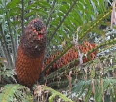 Image result for Agelanthus patelii