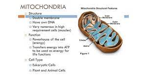 Mitochondrion, organelle found in most eukaryotic cells, the primary function of which is to generate energy in the form of adenosine triphosphate. The Mitochondrial Structure And Processes Of Cellular Respiration Online Presentation