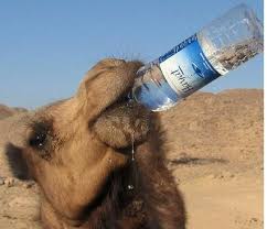 A camel could drink water equivalent to 1/3 of its body weight, and this could be about 29. Camel Drinking Water From Bottle Imgur