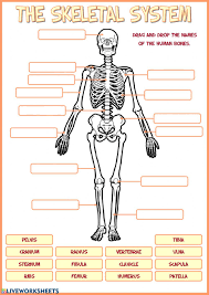 Skeletal System Interactive Worksheet Skeletal System Worksheet Skeletal System Activities Skeletal System Kids