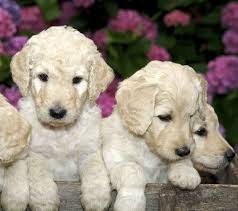 Mini labradoodle puppies in kansas for sale. Mini Labradoodle The Miniature Or Toy Poodle Labrador Retriever Mix