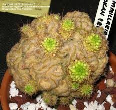 Maybe you would like to learn more about one of these? Plantfiles Pictures Mammillaria Yokan Mammillaria Compressa By Xenomorf