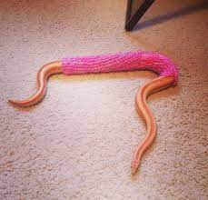 Hugs And Hisses Cute Reptiles Rosy Boa Reptiles And Amphibians