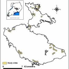 Image result for Globimetula anguliflora